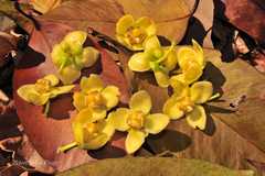 Garcinia celebica